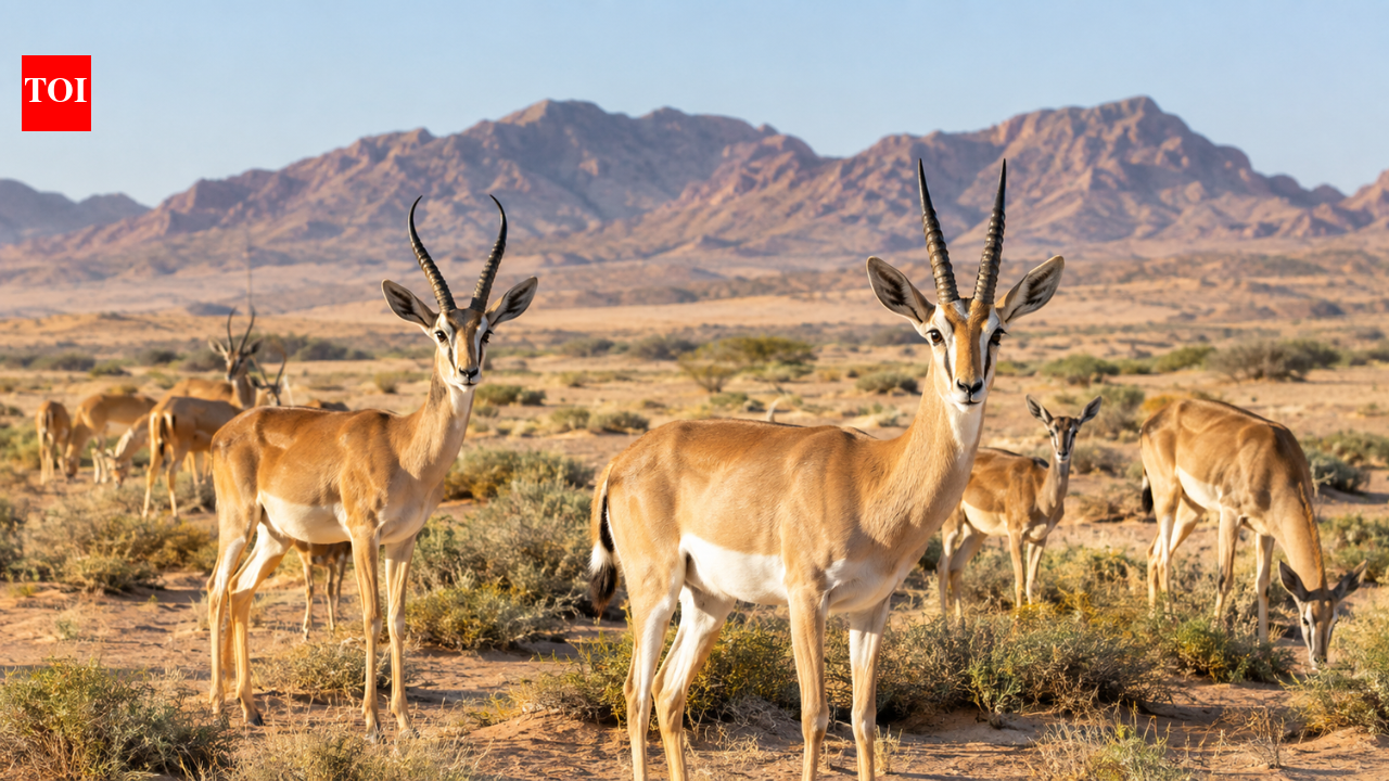 Saudi Arabia released 313 desert gazelles; 20 years later, both species had established in a vast protected desert | World News
