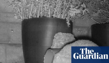 Drama on the trail cam – this is Somerset’s version of the snow leopard | Animals