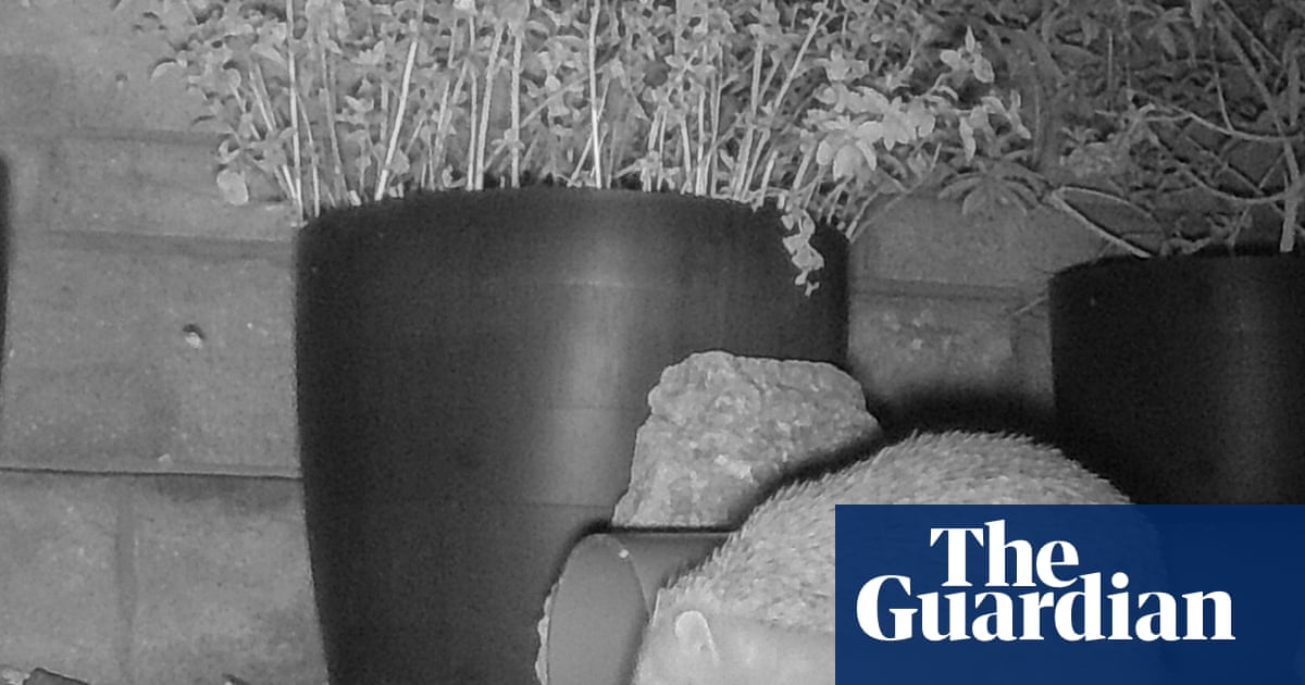 Drama on the trail cam – this is Somerset’s version of the snow leopard | Animals
