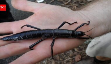 In 2003, scientists took one pair of giant stick insects from Ball’s Pyramid to Melbourne Zoo; 11 years later, their descendants had produced more than 11,000 young |