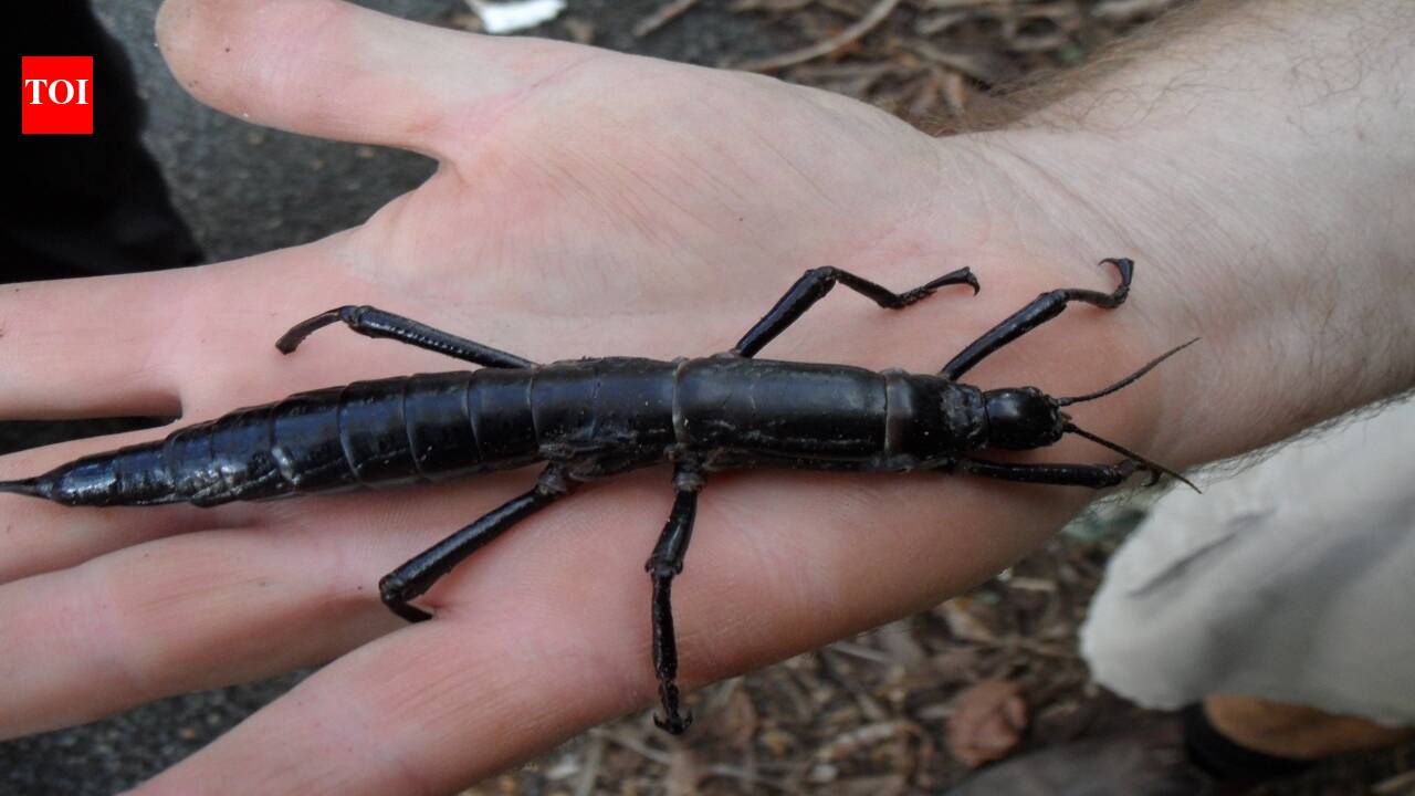 In 2003, scientists took one pair of giant stick insects from Ball’s Pyramid to Melbourne Zoo; 11 years later, their descendants had produced more than 11,000 young |