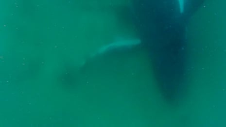 Humpback whale filmed apparently grieving its stillborn calf – video