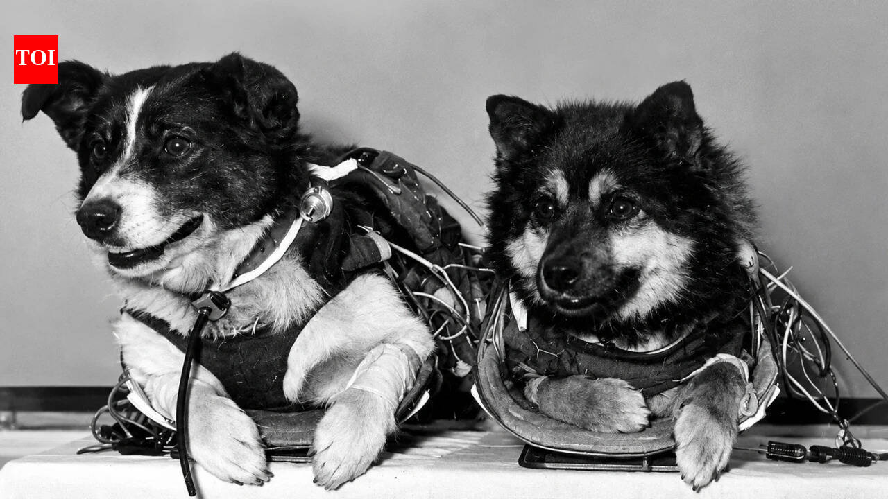 Veterok and Ugolyok: The Soviet Space Dogs Who Defied Limits in Orbit | World News