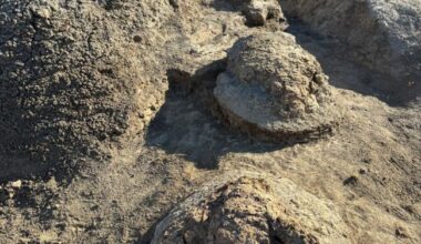 T. rex trackway: 4 large raised footprints in sand, the closest showing 3 toes.