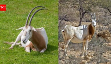 Only 25 scimitar-horned oryx returned to Chad in 2016 after vanishing from the wild, but the population has now grown to more than 600﻿ | World News