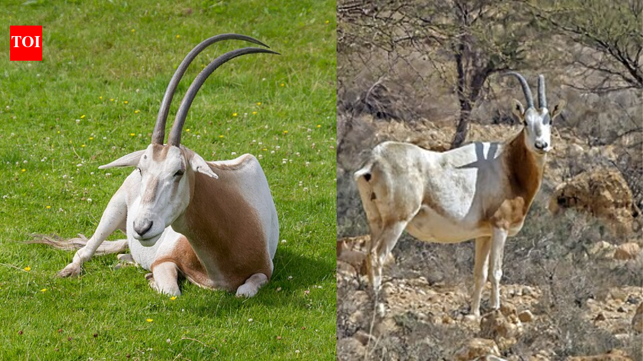Only 25 scimitar-horned oryx returned to Chad in 2016 after vanishing from the wild, but the population has now grown to more than 600﻿ | World News