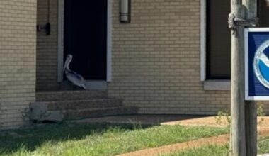 Pelican Knocks for Help, NOAA Biologists Respond