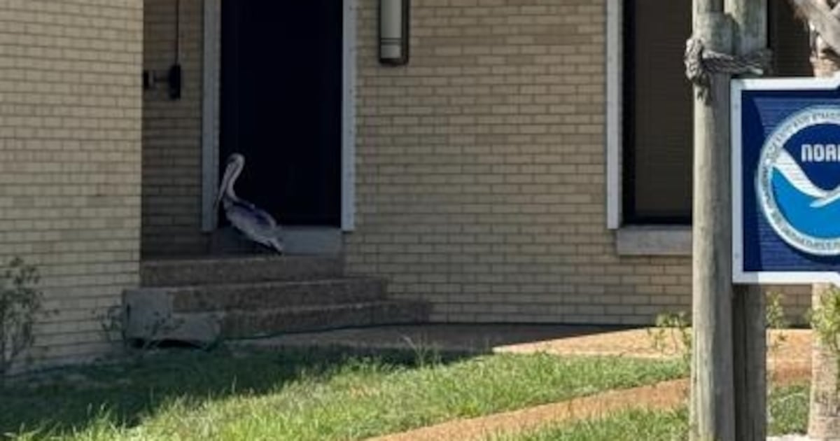 Pelican Knocks for Help, NOAA Biologists Respond