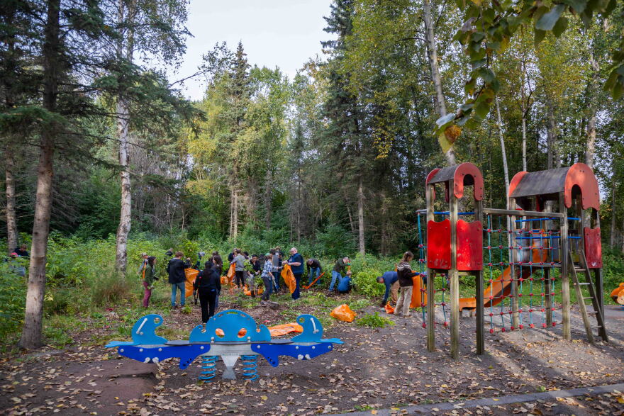 People fill bags with invasive chokecherry and bird cherry saplings at a singles mixer/invasive plant pull in Tikishla Park in Anchorage's Airport Heights neighborhood on September 14, 2026.