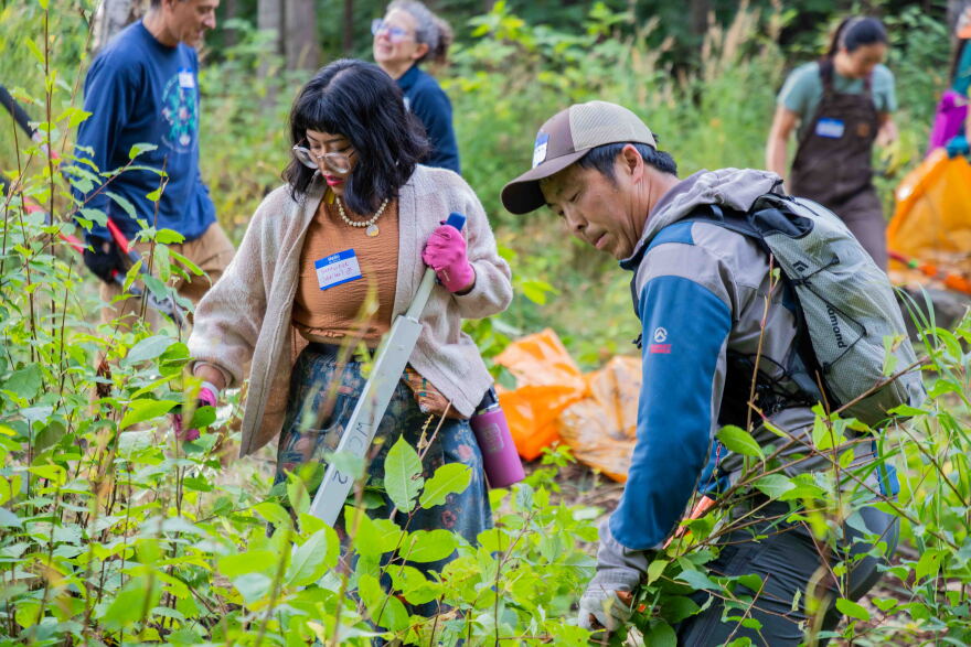 Genevieve Mina and Ryan Choi pulls plants at a singles mixer/invasive plant pull in Tikishla Park in Anchorage's Airport Heights neighborhood on September 14, 2026.
