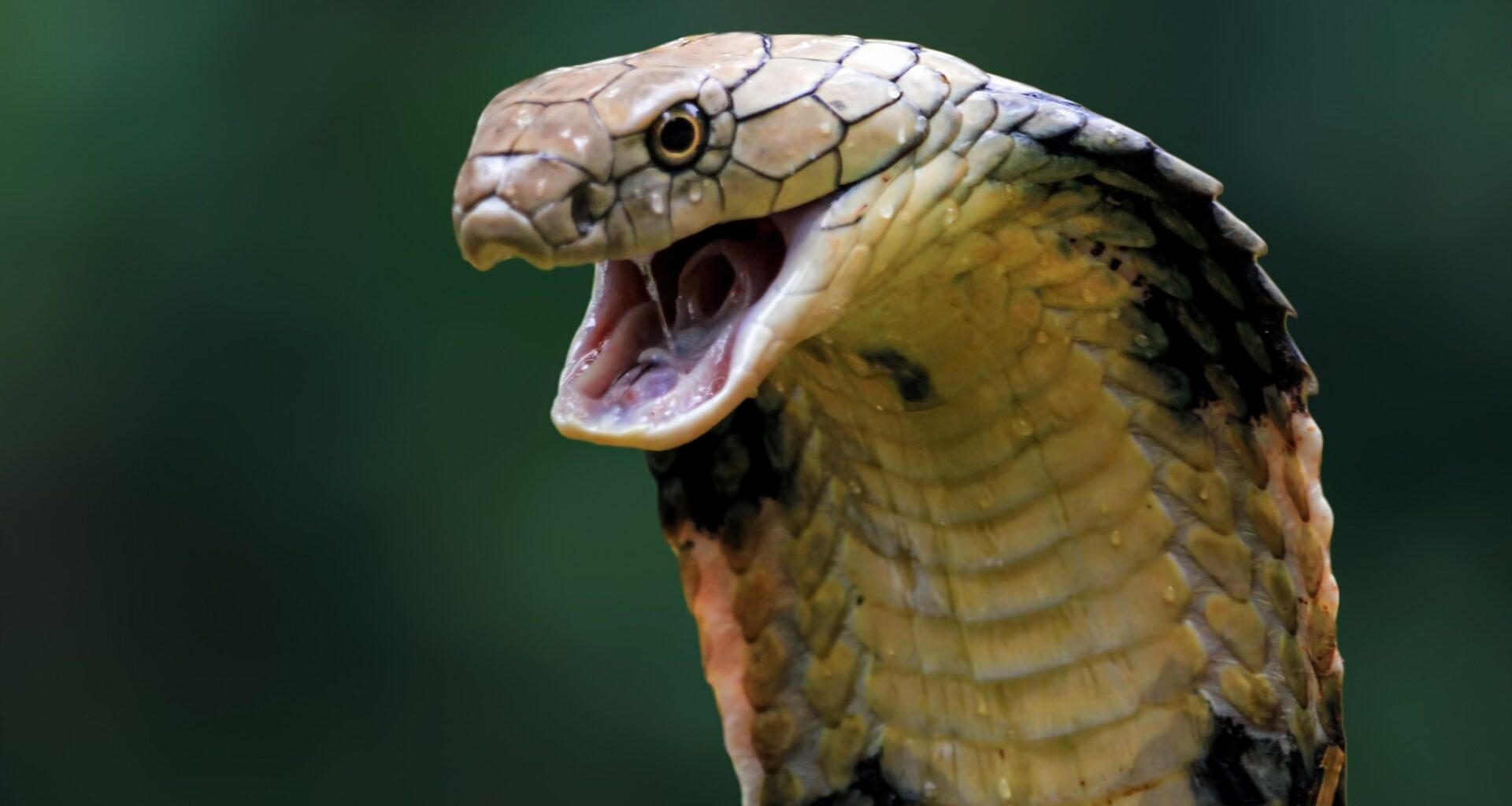 Researchers mine cobra toxins to uncover a membrane-disrupting antimicrobial peptide