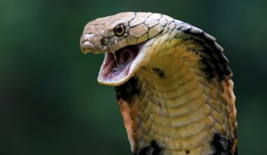 Researchers mine cobra toxins to uncover a membrane-disrupting antimicrobial peptide