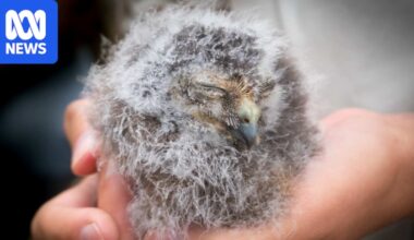 Critically endangered Norfolk Island Morepork owl faces genetic bottleneck