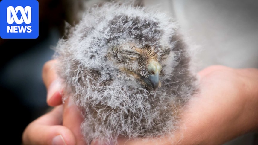 Critically endangered Norfolk Island Morepork owl faces genetic bottleneck