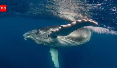 ‘Heartbreaking and extremely rare’: Mother humpback whale carries stillborn calf through the ocean; scientists explain the unusual behaviour