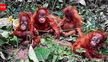 Orangutan Conservation: Repatriate the rescued baby orangutans immediately: Wildlife experts | Chennai News