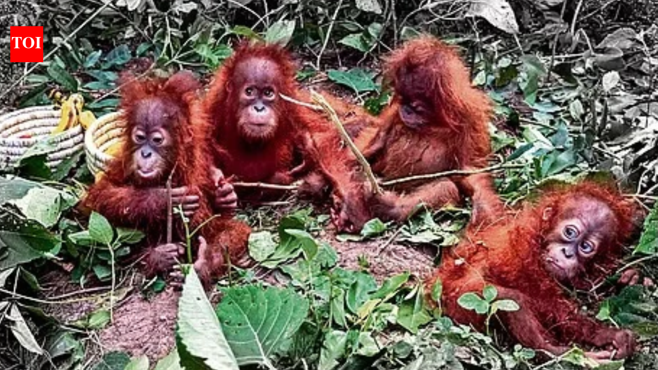 Orangutan Conservation: Repatriate the rescued baby orangutans immediately: Wildlife experts | Chennai News