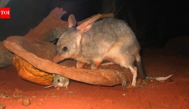 In 1997, scientists released captive-bred bilbies on an Australian island; 10 years later, they had occupied the entire island﻿ | World News