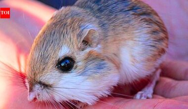 Scientists removed kangaroo rats from desert plots for 13 years, revealing how the rodents shape vegetation in the Chihuahuan Desert | World News