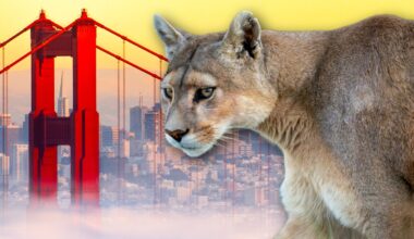 Mountain lion next to the Golden Gate Bridge in San Francisco