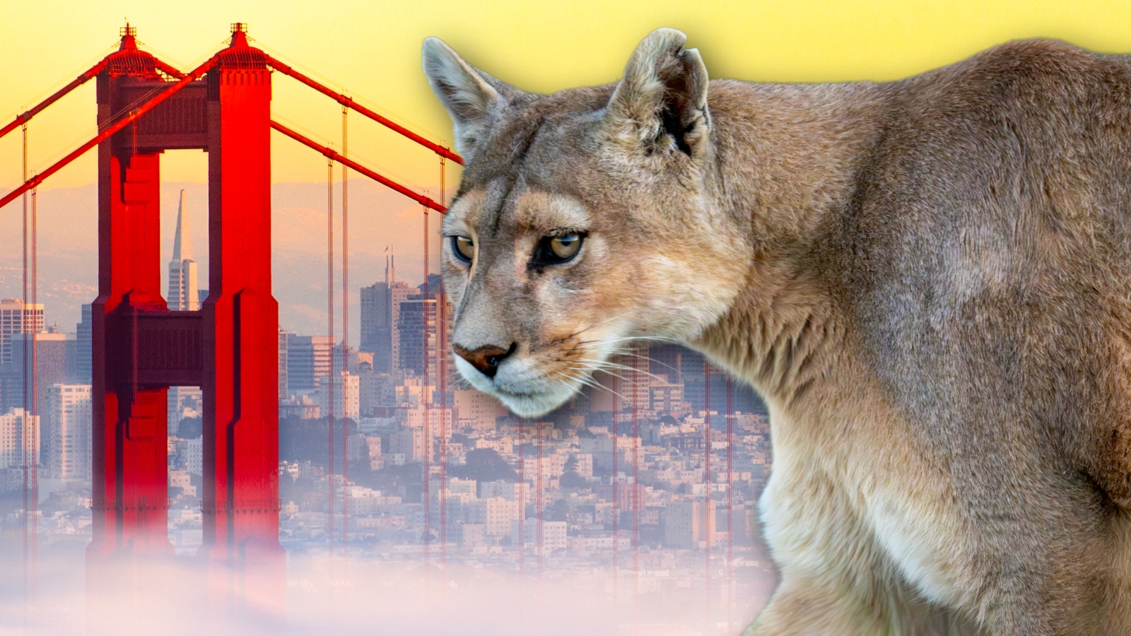 Mountain lion next to the Golden Gate Bridge in San Francisco