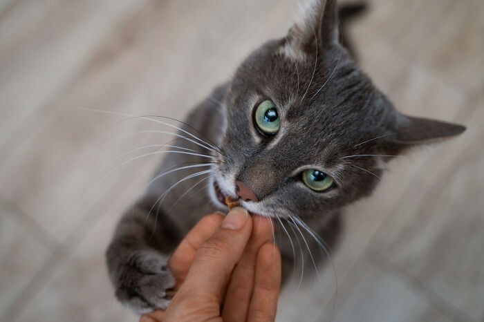 Grey cat with green eyes eating a treat from a hand, highlighting serious issues that started seeming innocent.