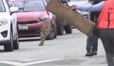 Mountain lion caught on video running through the streets of San Francsico