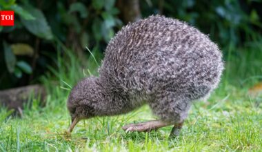 In 1912, five little spotted kiwi were moved to Kapiti Island; their population grew to about 1,200 and became the source for new colonies | World News