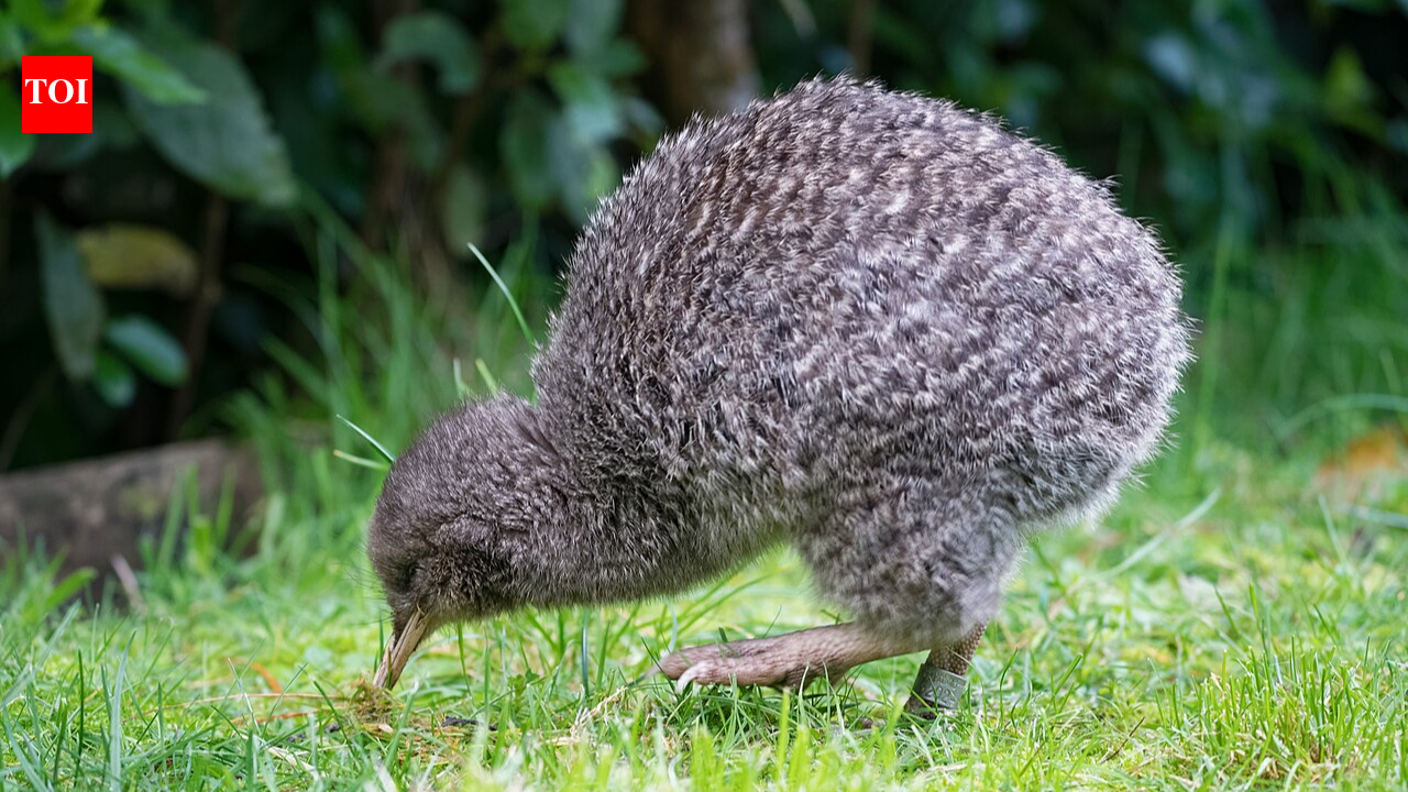 In 1912, five little spotted kiwi were moved to Kapiti Island; their population grew to about 1,200 and became the source for new colonies | World News