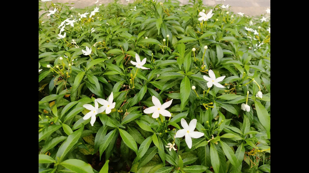 Lava Virat V1 5G camera sample
