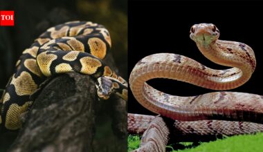 Pythons vs vipers: Venom, size, hunting by constriction or fangs, native range and how each family reproduces |