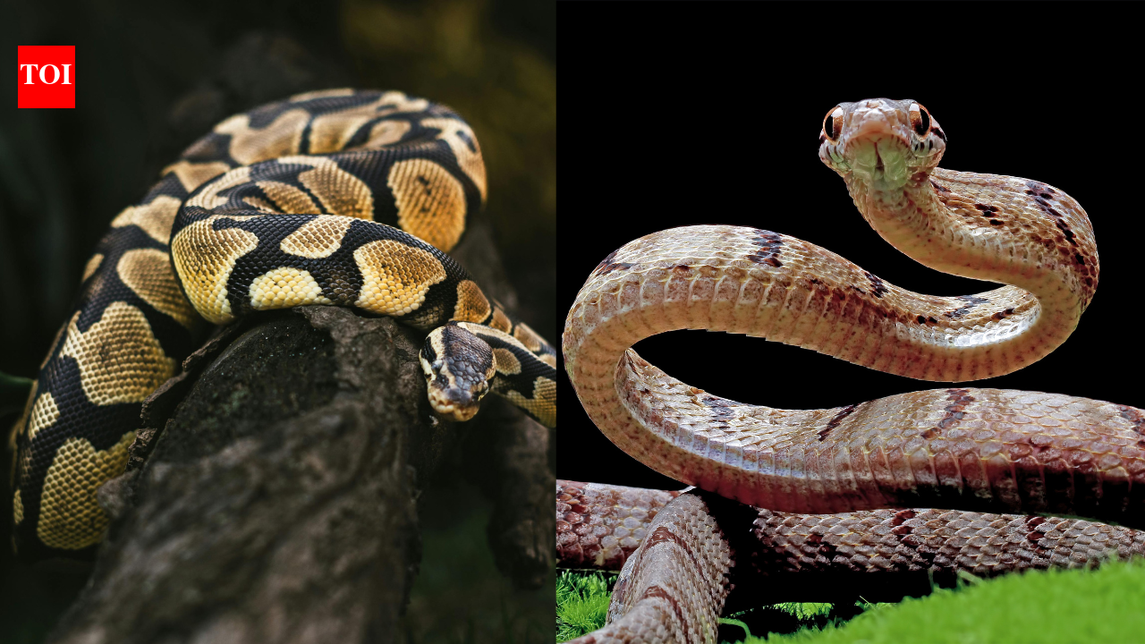 Pythons vs vipers: Venom, size, hunting by constriction or fangs, native range and how each family reproduces |