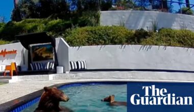Bear-y good neighbors: humans and animals are learning to live together in an expanding LA | Los Angeles