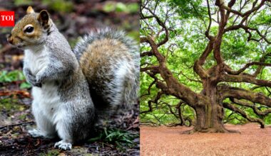 Grey squirrels bury thousands of acorns each year and forget a share of them, unintentionally planting oaks and reshaping forests﻿ |