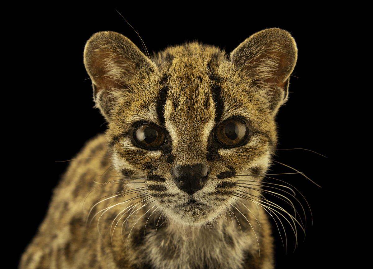 A tilcayo cat 
