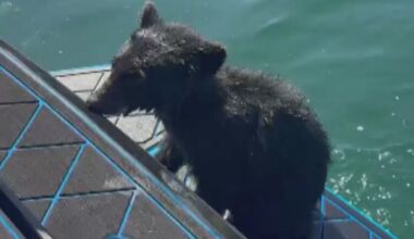 'He could barely paddle anymore': B.C. family rescues bear cub from Okanagan Lake