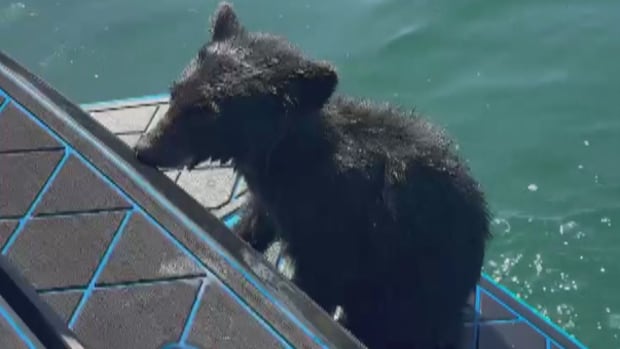 'He could barely paddle anymore': B.C. family rescues bear cub from Okanagan Lake