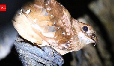 Scientists tracked 21 oilbirds in Venezuela, and five disappeared from their cave for up to 73 days to stay closer to food |
