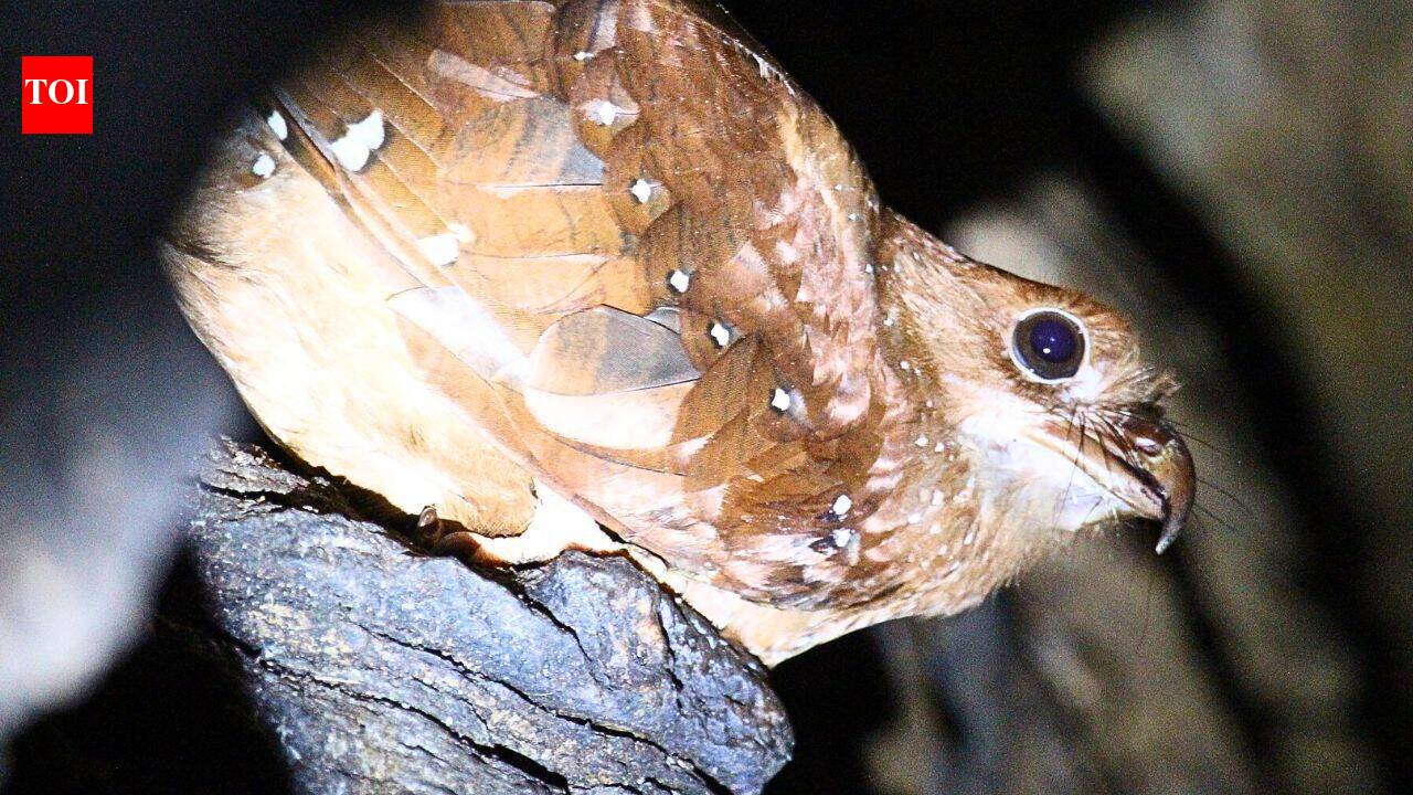 Scientists tracked 21 oilbirds in Venezuela, and five disappeared from their cave for up to 73 days to stay closer to food |
