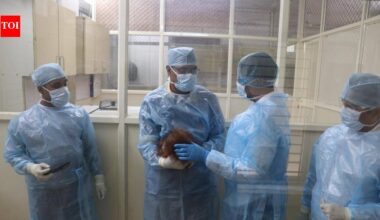Sweet potatoes, carrots & beans added to orangutans’ diet after experts flag concerns | Bhubaneswar News