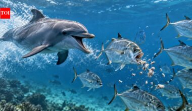 A dolphin called ‘Bubbles’ repeatedly chased Bigeye Trevally until they regurgitated food, with researchers documenting the strange tactic 11 times |