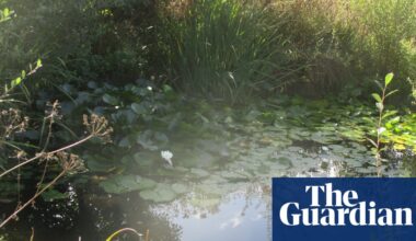 Country diary: A little love at Larkrise has worked wonders for wildlife | Rewilding