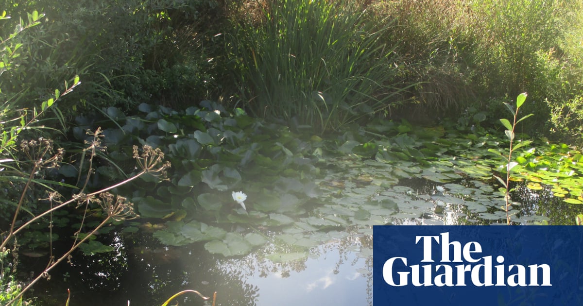Country diary: A little love at Larkrise has worked wonders for wildlife | Rewilding