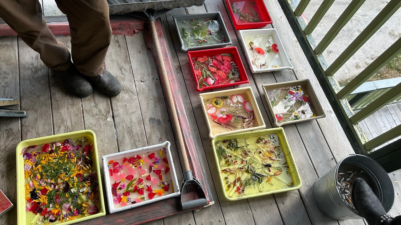 A phytogram workshop during Dawson Film Lab 2026