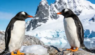 Scientists discover first new penguin species in more than 100 years