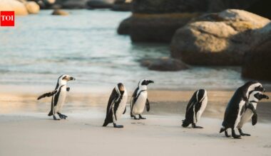In 2004, Phillip Island launched a campaign to eliminate foxes after nine of its 10 little-penguin colonies had vanished; alongside habitat restoration, the surviving colony grew from 12,000 to 40,000 birds