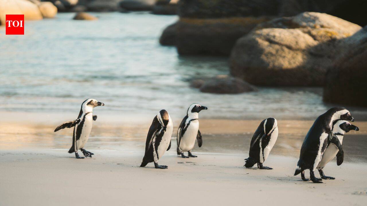 In 2004, Phillip Island launched a campaign to eliminate foxes after nine of its 10 little-penguin colonies had vanished; alongside habitat restoration, the surviving colony grew from 12,000 to 40,000 birds