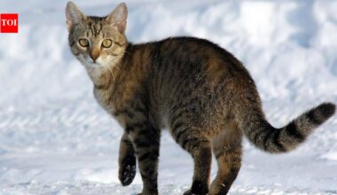 Scientists tracked 925 pet cats across six countries; most stayed within small home ranges but had a large local impact on wildlife |