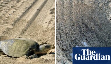 In historic first, tropical turtles spotted nesting on California beaches | California