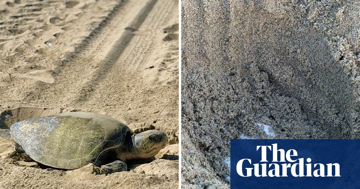In historic first, tropical turtles spotted nesting on California beaches | California